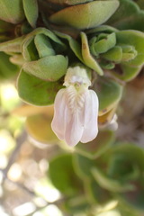 Monechma spartioides