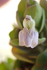 Monechma spartioides