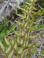 Cheilanthes viridis viridis