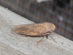 Paraphlepsius continuus