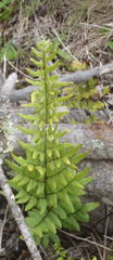 Cheilanthes viridis viridis