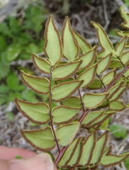 Cheilanthes viridis viridis