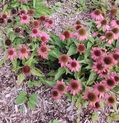 Echinacea purpurea