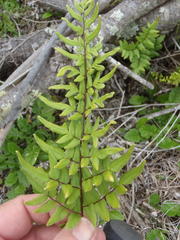 Cheilanthes viridis viridis