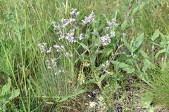 Nepeta parviflora