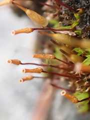 Encalypta trachymitria