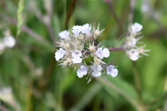 Nepeta parviflora