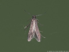 Schreckensteinia erythriella