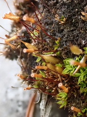 Encalypta trachymitria