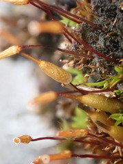 Encalypta trachymitria