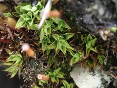 Encalypta trachymitria