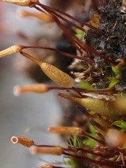 Encalypta trachymitria