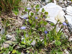 Gentiana aquatica