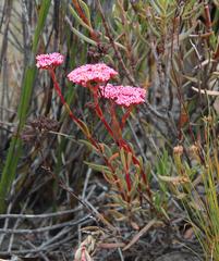 Crassula multiflora