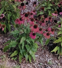 Echinacea purpurea