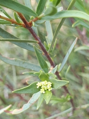Pimelea microcephala