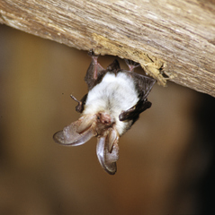 Plecotus macrobullaris