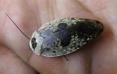 Gyna caffrorum