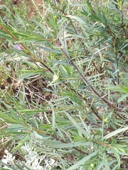 Pimelea microcephala