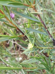Pimelea microcephala