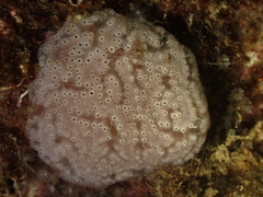 Aplidium nordmanni