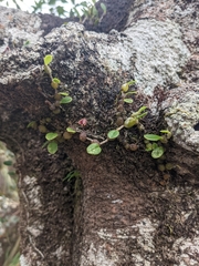 Bulbophyllum johnsonii