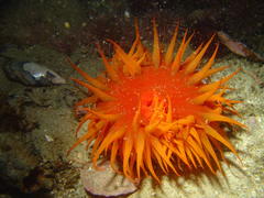 Pseudactinia flagellifera