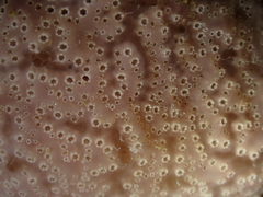 Aplidium nordmanni