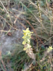 Sideritis montana montana