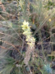 Sideritis montana montana