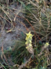 Sideritis montana montana