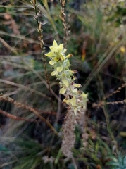 Sideritis montana montana