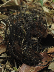 Xylaria ianthinovelutina