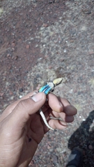 Sceloporus anahuacus