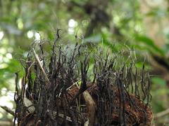 Xylaria ianthinovelutina