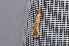 Morophaga choragella