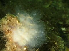 Clavelina oblonga