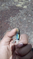 Sceloporus anahuacus