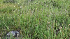 Alopecurus turczaninovii