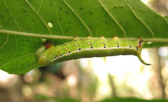 Cephonodes hylas virescens