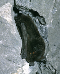Barbastella barbastellus
