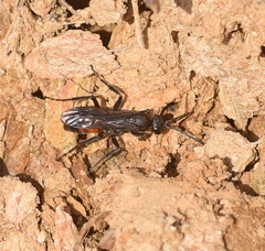 Anoplius infuscatus