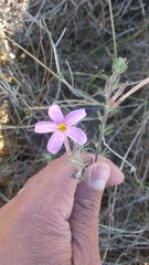 Oxalis hirta tubiflora