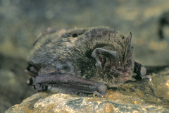 Barbastella barbastellus