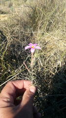 Oxalis hirta tubiflora