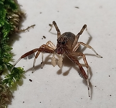 Spartaeinae