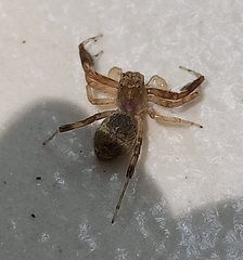 Spartaeinae