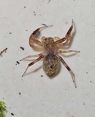Spartaeinae