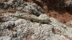 Sceloporus anahuacus