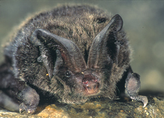 Barbastella barbastellus